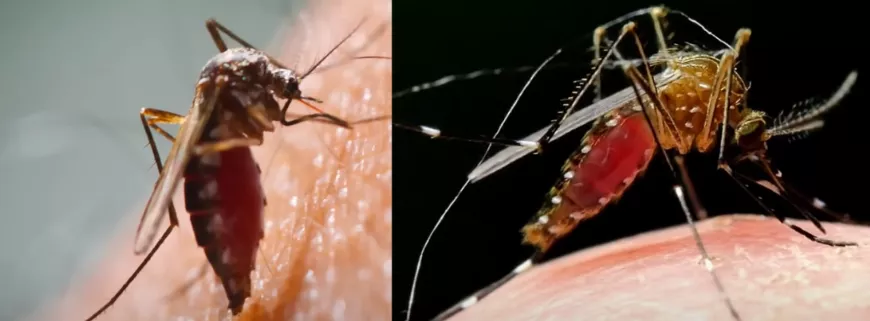 A szúnyogok 🦟3 perc alatt eltűnnek! A legjobb ingyenes szerves riasztó!
